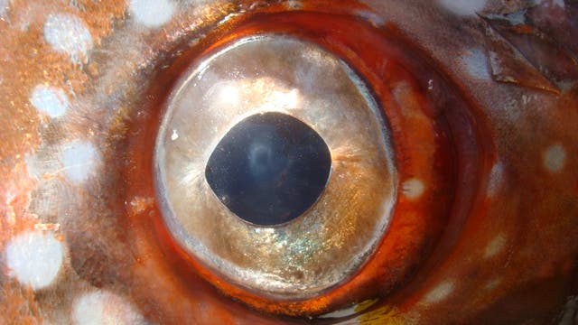 Das Auge eines Opahs