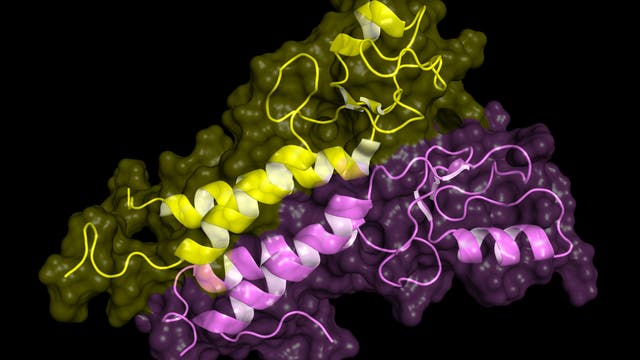 BRCA1-Protein