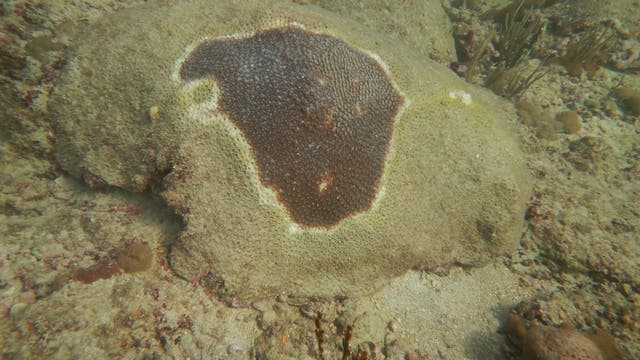 von der stony coral tissue loss disease betroffene Koralle