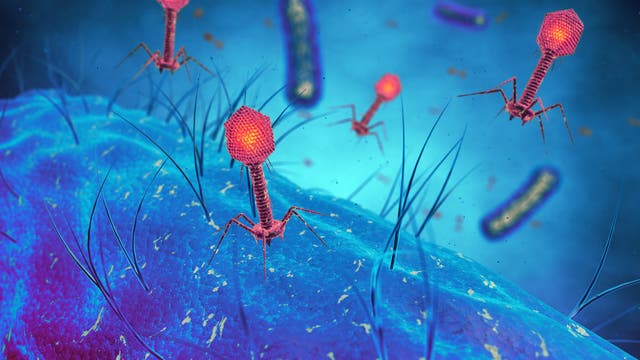Wenn Phagen – Bakterienviren – ihre spezifischen Bakterien finden, können sie diese unter den richtigen Umständen rasch völlig vernichten.