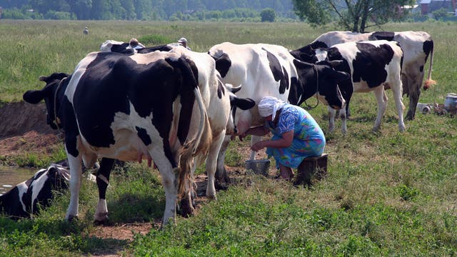 Kühe als Milchquelle