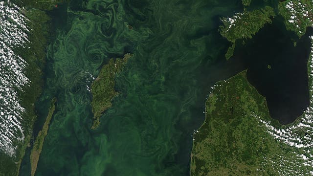 Algenblüte in der Ostsee