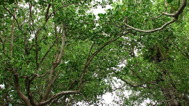 Mangroven als Küstenschutz