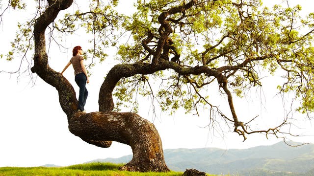 Frau steht auf dem Stamm eines urigen Baumes und genießt die Aussicht