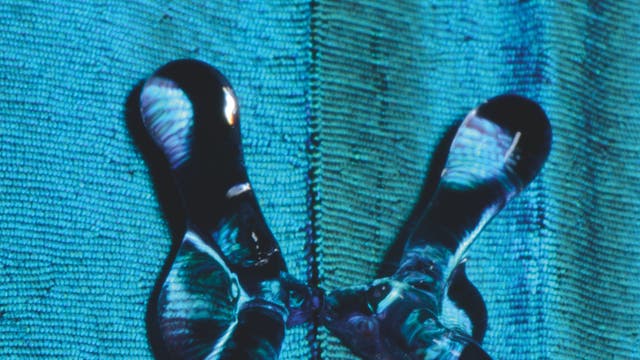 Wassertropfen trifft auf Flügel eines Morphofalters