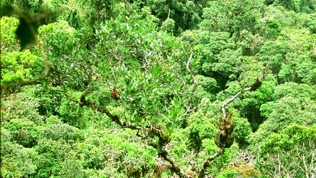 Unberührter Bergregenwald in Ecuador
