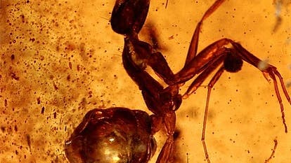 Diese Ameise wurde vor über 50 Millionen im Baumharz eingeschlossen.