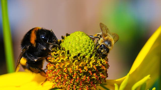 Hummel und Biene an Blüte