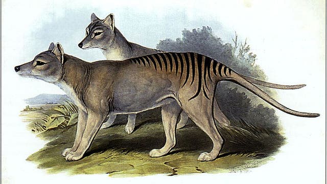 Tasmanische Tiger, Männchen und Weibchen