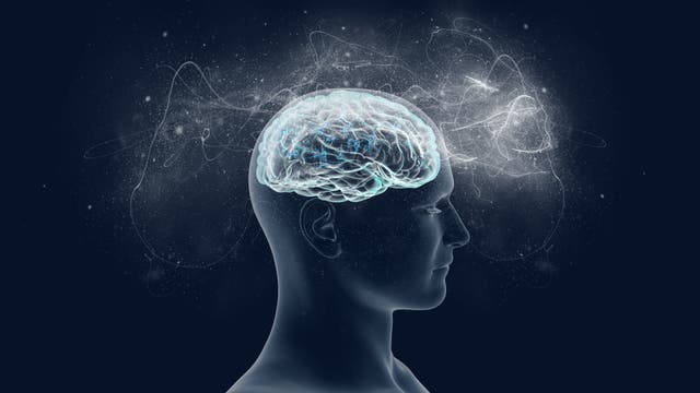 Das Gehirn - Sitz des Bewusstseins