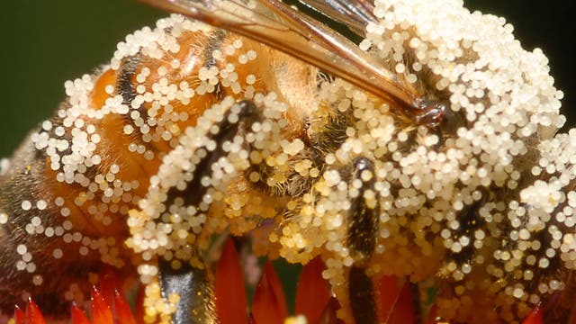 Mit Pollen bedeckte Biene
