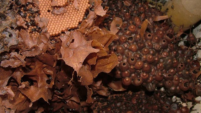 Scaptodrigona depilis bauen ihr Nest