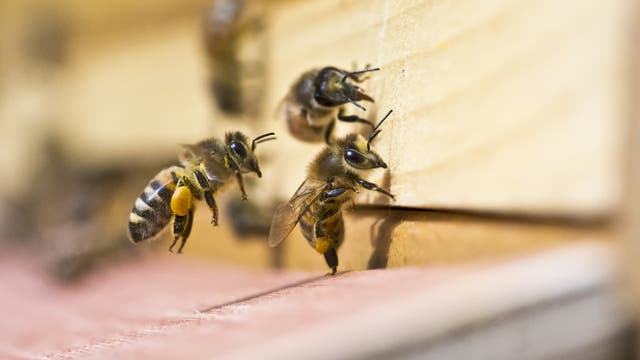 Mit Pollen beladene Bienen am Bienenstock