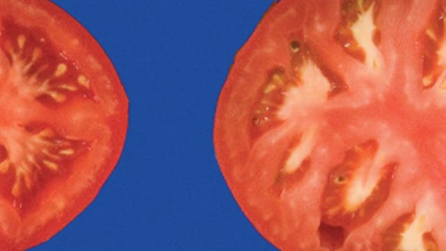 Tomaten-Domestizierung