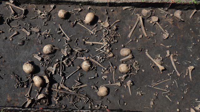 Schädel und Skelettteile vom Tollense-Schlachtfeld