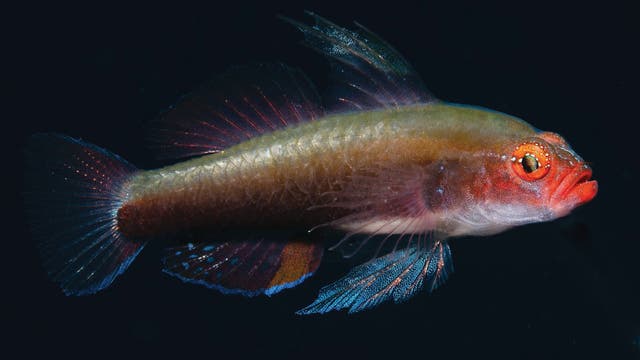 Ein farbenfroher Fisch mit leuchtend roten und blauen Flossen schwimmt vor einem dunklen Hintergrund. Der Fisch hat einen auffälligen roten Kopf und große, ausdrucksstarke Augen. Die Flossen sind transparent und schimmern im Licht. Der Körper des Fisches ist länglich und zeigt eine Mischung aus grünen und braunen Tönen.