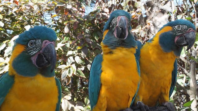 Drei Papageien mit leuchtend blauem und gelbem Gefieder sitzen auf einem Ast. Im Hintergrund sind grüne Blätter und Äste zu sehen. Die Vögel blicken in verschiedene Richtungen, was eine lebendige Szene in einer natürlichen Umgebung schafft.