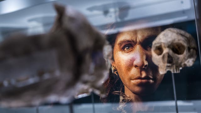 Homo heidelbergensis, Museum Paläon