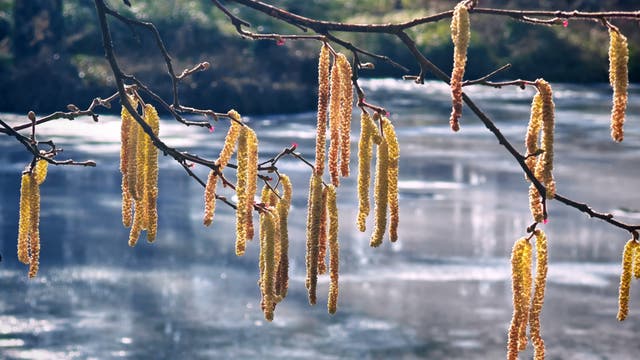 Ein Ast mit gelben Kätzchen hängt über einem verschwommenen, glitzernden Gewässer im Hintergrund. Die Kätzchen sind lang und hängen in Gruppen von den Zweigen. Der Hintergrund zeigt ein ruhiges, reflektierendes Wasser.
