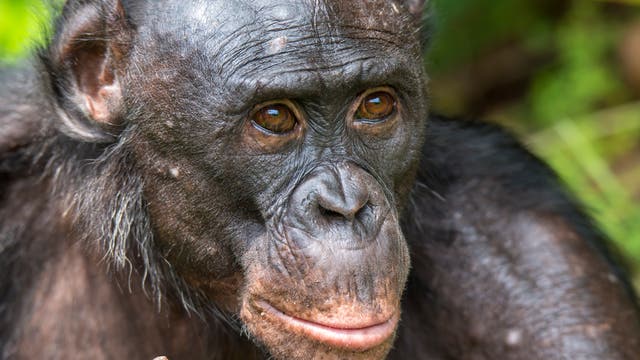 Alternder Bonobo
