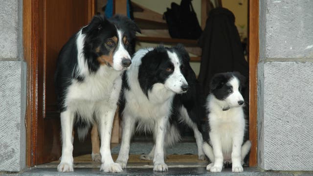 Bordercolliefamilie bewacht Hauseingang