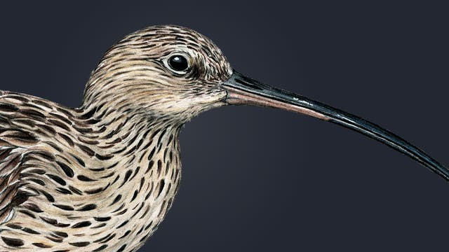 Illustration eines Vogels mit einem langen, gebogenen Schnabel und detailliert gezeichnetem Gefieder in Brauntönen. Der Hintergrund ist dunkel, was den Vogel hervorhebt, mit Fokus auf die Textur und das Muster des Gefieders.
