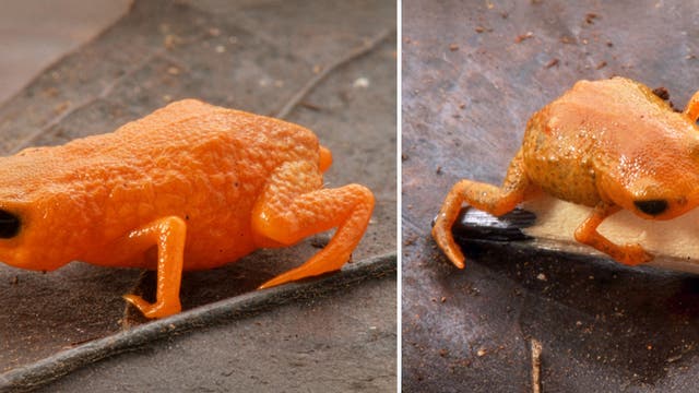 Zwei Fotos von kleinen, orangefarbenen Fröschen auf einem natürlichen Untergrund. Der linke Frosch sitzt auf einem Stift, während der rechte Frosch auf einem Blatt zu sehen ist. Beide Frösche haben eine glatte, glänzende Haut und große, dunkle Augen. Die Bilder zeigen die Frösche in Nahaufnahme, um Details ihrer Textur und Farbe zu betonen.