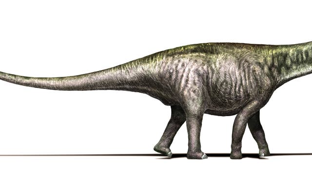 Brontosaurus oder Apatosaurus? 