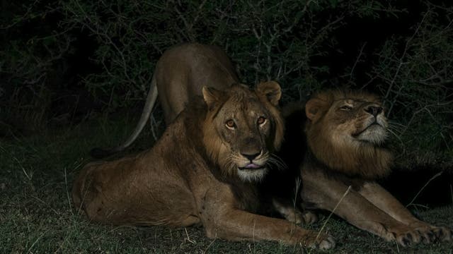 Zwei Löwen liegen gemeinsam im Gras.
