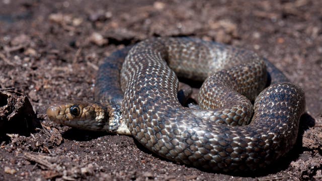 Die östliche Braunschlange ist eine braune Schlange, die im Osten Australiens lebt. Hier liegt sie zusammengeringelt auf einem wüstenartigen Boden