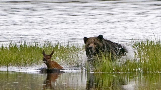 Grizzly jagt Hirschkalb