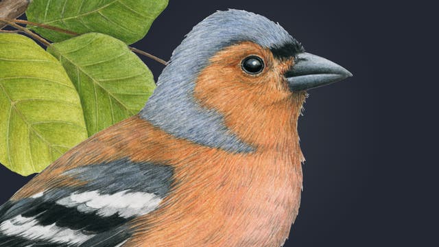 Eine detaillierte Illustration eines Buchfinken mit orangefarbenem Brustgefieder, grauem Kopf und schwarzen Flügeln mit weißen Streifen. Der Vogel sitzt auf einem Ast mit grünen Blättern vor einem dunklen Hintergrund.