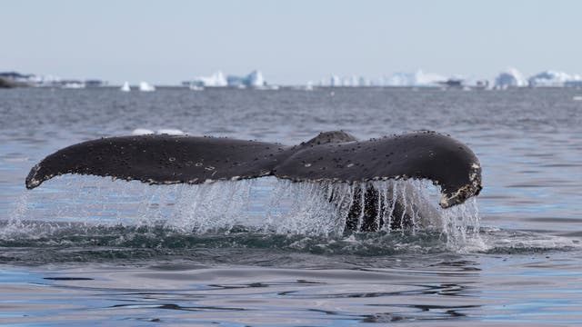 Fluke eines tauchenden Buckelwals in der Arktis