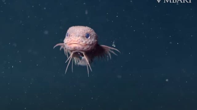 Ein blassrosa gefärbter Fisch mit stacheligem Aussehen und blauen Augen schwimmt in dunklem Wasser. Im oberen rechten Eck ist das Logo von MBARI zu sehen. Der Hintergrund ist dunkelblau mit verstreuten Partikeln.