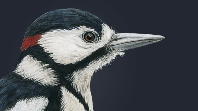 Eine detaillierte Skizze eines Buntspechts, zu sehen ist der Kopf mit einem markanten schwarz-weißen Gefieder und einem roten Akzent. Die Zeichnung zeigt die charakteristischen Merkmale des Vogels, einschließlich seines spitzen Schnabels.