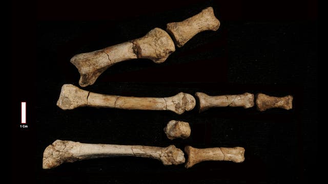 Fossile Knochenfragmente auf schwarzem Hintergrund, die vermutlich zu einem prähistorischen Tier gehören. Die Knochen sind in zwei Gruppen angeordnet, wobei die linke Gruppe aus zwei größeren Fragmenten besteht und die rechte Gruppe aus mehreren kleineren Fragmenten. Unten in der Mitte befindet sich eine Maßstabsleiste mit der Aufschrift "1 cm".