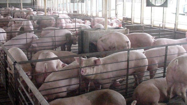 Schweine-Intensivmastbetrieb in den USA