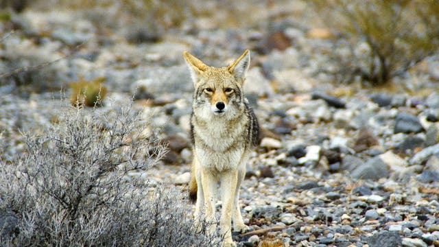 Alles im Blick. Kojote im Death Valley
