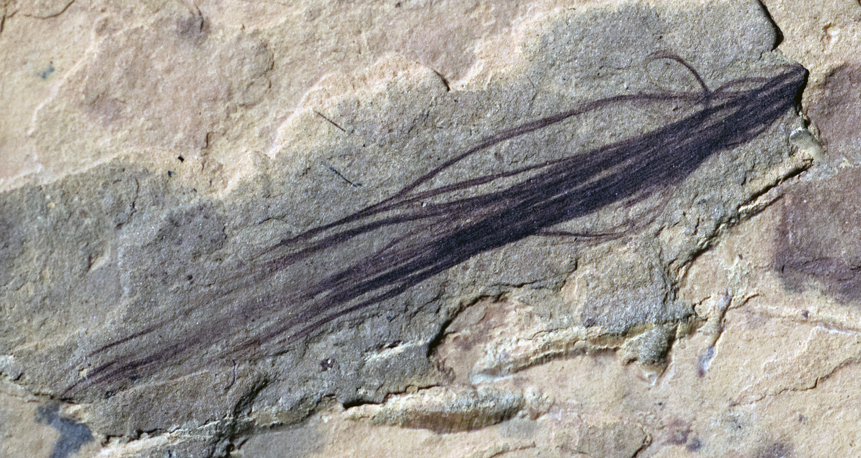 Während der Kreidezeit hielten sich Dinosaurier der Südpolarregion mit flauschigen Federn dieser Art warm.