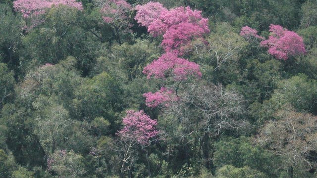 Blühende Lapacho-Bäume