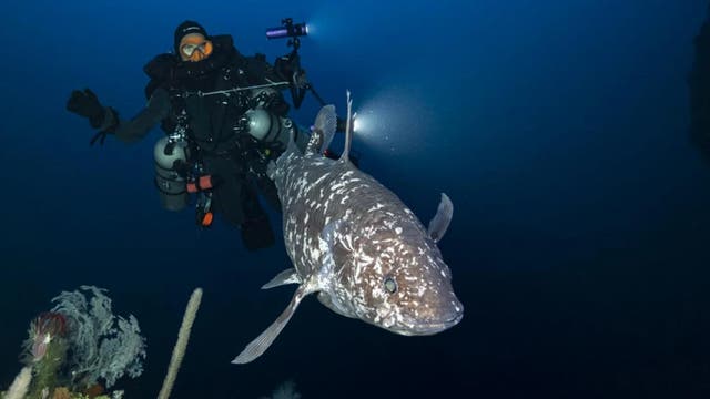 Ein Taucher in voller Ausrüstung schwimmt neben einem großen Quastenflosser in der Tiefsee. Der Taucher hält eine Lampe, die den Fisch beleuchtet. Im Vordergrund sind Korallen und andere Meereslebewesen sichtbar.