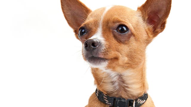 Chihuahua Kopf