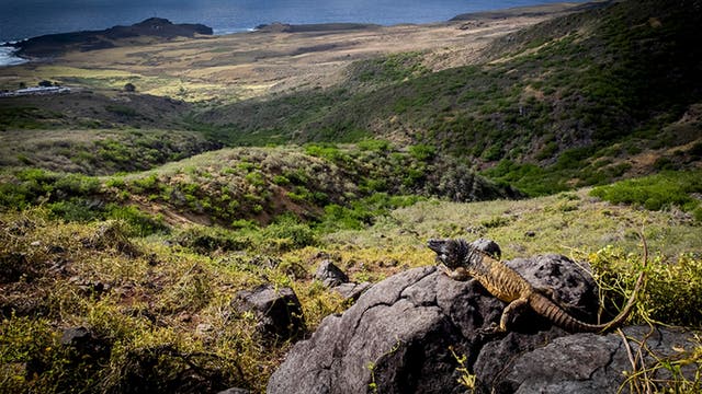 Ein Leguan sitzt auf einem Felsen in einer weitläufigen, hügeligen Landschaft mit grüner Vegetation. Im Hintergrund erstreckt sich die Landschaft bis zum Meer, das am Horizont sichtbar ist. Die Szene vermittelt ein Gefühl von Ruhe und natürlicher Schönheit.