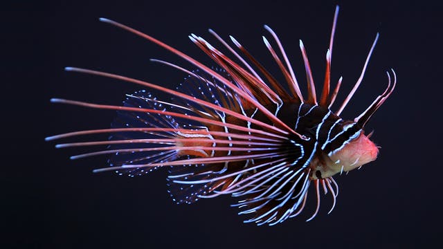 Strahlenfeuerfisch (Pterois radiata)