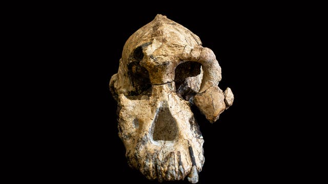 Schädelfossil von Australopithecus anamensis