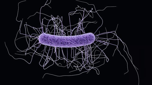 Bakterium Clostridium difficile