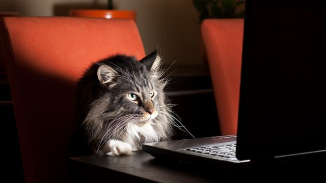 Katze sitzt vor dem Computer