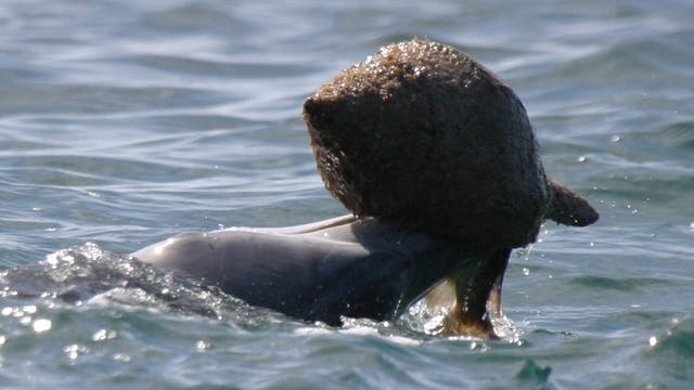 Delfin mit Meeresschnecke