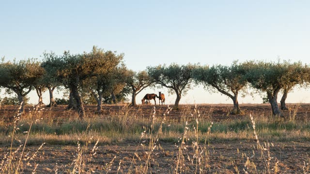 Zwei Sorraia-Wildpferde auf einer kargen Ebene mit Olivenbäumen.