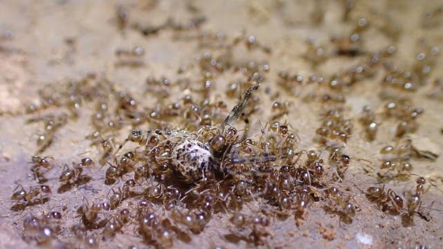 Eine Horde von »tawny crazy ants« überwältigt eine Spinne